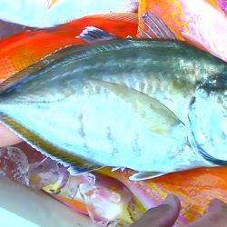 焼津沖　レンコダイ、アカイサキなど